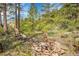 Scenic backyard with chairs and a fire pit, surrounded by lush greenery and trees at 9648 Yegge Rd, Morrison, CO 80465