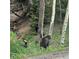 Wildlife sighting: A bear Gathering in a forest near the residence at 30041 Marys Dr, Conifer, CO 80433
