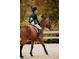 A equestrian athlete in full attire rides a brown horse through a sand pit at 8101 S San Juan Range Rd, Littleton, CO 80127