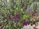Beautiful flowering shrub adds color and interest to the landscaped garden at 13903 Hillsboro Dr, Parker, CO 80134