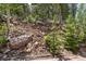 Natural landscape displaying rocky terrain and lush forestry that surrounds the mountain home at 6882 Snowshoe Trl, Evergreen, CO 80439