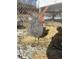 A Barred Plymouth Rock chicken is walking around the yard at 6640 Grove St, Denver, CO 80221