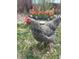 Close-up of a chicken in the garden. The yard features a variety of blooming flowers and lush greenery at 6640 Grove St, Denver, CO 80221