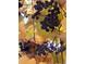 Close-up shot of ripe, dark blue grapes and the colorful fall leaves of the vine at 920 Neon Forest Cir, Longmont, CO 80504