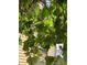 Close-up of a lush vine growing on a structure with leaves of different greens at 920 Neon Forest Cir, Longmont, CO 80504