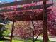 Outdoor pergola featuring lush pink vines with string lights surrounded by greenery at 3540 Vrain St, Denver, CO 80212