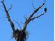 A bald eagle perched atop a bare tree branch next to a large nest with another eagle at 10667 E Goose Haven Dr, Lafayette, CO 80026