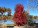 A vibrant red tree in full fall foliage next to a tranquil lake on a clear day at 10667 E Goose Haven Dr, Lafayette, CO 80026