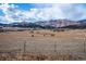 Scenic view of horses grazing in a dry field with mountain range in the distance at 8602 N 39Th St, Longmont, CO 80503