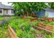 Lush front yard with raised garden beds, creating a vibrant and welcoming entrance to this cozy home at 182 Lois Cir, Louisville, CO 80027