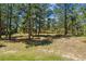 Beautiful view of the wooded backyard and natural landscape, showing open space at 7701 Rollins Dr, Larkspur, CO 80118