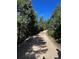 Wooded path with gorgeous green trees on either side, and a clear blue sky at 33884 Bergen View Trl, Evergreen, CO 80439