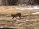 A bobcat makes its way across the property at 33884 Bergen View Trl, Evergreen, CO 80439