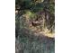 Deer amongst brush and trees on the property at 33884 Bergen View Trl, Evergreen, CO 80439