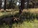An elk rests among the trees, surrounded by tall grasses at 33884 Bergen View Trl, Evergreen, CO 80439