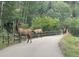 Majestic elk roam along a tree-lined driveway in a serene mountain setting at 33884 Bergen View Trl, Evergreen, CO 80439