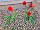 Close-up of vibrant red tulips planted amongst small rocks, adding a pop of color to the yard at 2235 W 46Th Ave, Denver, CO 80211