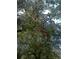 A bountiful fruit tree laden with ripe fruits, enhancing the natural beauty of the property at 4040 Ames St, Wheat Ridge, CO 80212