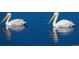 Two majestic pelicans swimming in crystal clear water, showcasing the natural beauty of the location at 11241 E Cimmarron Dr, Englewood, CO 80111