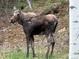 A moose standing in a wooded area; wildlife on the property at 1774 Upper Bear Creek Rd, Evergreen, CO 80439