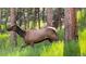Elk spotted among the trees, illuminated by natural sunlight streaming through the grass at 4805 S Blue Spruce Rd, Evergreen, CO 80439