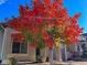 Home exterior showcasing a colorful tree in the front yard in autumn, with a pleasant curb appeal at 3502 First Light Dr, Castle Rock, CO 80109