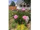 Landscaped front yard with blooming pink peonies at 1305 Tamarac St, Denver, CO 80220