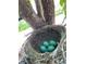 A cozy bird nest cradles four robin's eggs, a sign of new beginnings and the beauty of nature at 8851 E 33Rd Ave, Denver, CO 80238