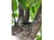 A high bird nest crafted in the tree branches. This is a beautiful nature photo at 8851 E 33Rd Ave, Denver, CO 80238