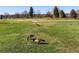 Geese eating in greenbelt neighborhood with trees and homes in background on sunny day at 2557 S Dover St # 30, Lakewood, CO 80227