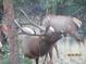 Wildlife shot of a large elk with prominent antlers in a natural, forested habitat taken on 09/30/2018 at 1295 Hy Vu Dr, Evergreen, CO 80439
