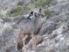 Wildlife shot of a deer with a bird perched on its back in a natural outdoor setting at 1295 Hy Vu Dr, Evergreen, CO 80439