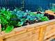 Raised garden beds with various herbs and vegetables at 4425 King St, Denver, CO 80211