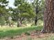 Picturesque property with deer grazing among the trees at 11035 E Parker Rd, Parker, CO 80138