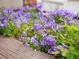 Close up on flowers on a flower bed, creating a relaxing atmosphere at 9864 Carmel Ct, Lone Tree, CO 80124