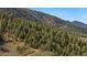 Lush green hillside densely covered with evergreen trees, perfect for nature lovers at 15947 S Perry Park Rd, Palmer Lake, CO 80133