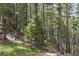 Lush forest with tall trees, greenery, and dappled sunlight at 15947 S Perry Park Rd, Palmer Lake, CO 80133