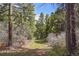 Peaceful forest trail surrounded by lush trees and plants, great for hiking at 15947 S Perry Park Rd, Palmer Lake, CO 80133