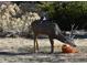 Deer eating pumpkin with birds on its back in a grassy yard at 6227 Colorow Dr, Morrison, CO 80465