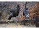 Two wild turkeys perched on a wooden fence at 6227 Colorow Dr, Morrison, CO 80465