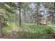 View of wooded backyard with tall trees, natural grasses and charming foliage at 28858 Richmond Hill Rd, Conifer, CO 80433