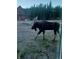 A moose walking past a home in a serene, wooded neighborhood at 499 Silver Creek Rd, Idaho Springs, CO 80452