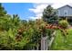 Charming backyard with a white picket fence and flourishing red roses in a mature garden setting at 21885 Whirlaway Ave, Parker, CO 80138