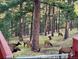 Scenic view of elks grazing in the yard with mature trees adding beauty and privacy to the property at 997 Dogwood Dr, Golden, CO 80401