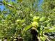 A lush apple tree with fruit growing in the backyard at 9466 Morning Glory Ln, Highlands Ranch, CO 80130