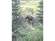 An impressive moose in the greenery of the home's backyard at 563 Brook Dr, Idaho Springs, CO 80452
