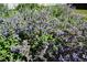 Lavender flowers on a sunny day at 21518 E Powers Ln, Centennial, CO 80015