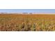 A field of foliage in a rural setting under a clear sky at 6 Timberlake Ct, Byers, CO 80103