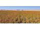 View of the property showing land and outbuildings on a bright, clear day at 6 Timberlake Ct, Byers, CO 80103