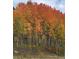 Scenic view of aspen trees in full autumn colors, showcasing vibrant fall foliage near the property at 4568 Apex Valley Rd, Golden, CO 80403
